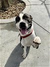 adoptable Dog in  named RONNIE