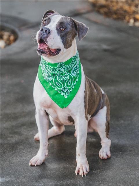 adoptable Dog in Miami, FL named PARKER