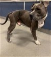 adoptable Dog in miami, FL named ROCKY