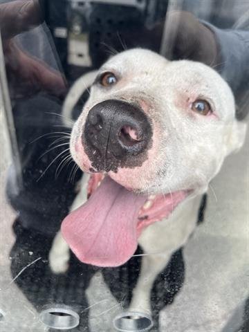 adoptable Dog in Miami, FL named BART