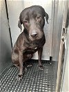 adoptable Dog in miami, FL named RAMON