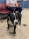 adoptable Dog in miami, FL named BOOMER