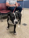 adoptable Dog in Miami, FL named BOOMER