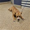 adoptable Dog in  named MARIA