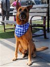 adoptable Dog in miami, FL named TUCKER