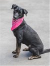 adoptable Dog in miami, FL named TULLY