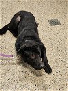 adoptable Dog in miami, FL named THUNDER