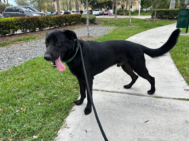 adoptable Dog in Miami, FL named THUNDER