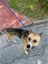 adoptable Dog in miami, FL named SHEPIE