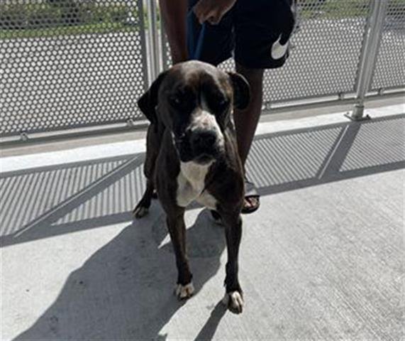 adoptable Dog in Miami, FL named NORA