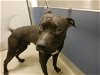 adoptable Dog in miami, FL named ROY