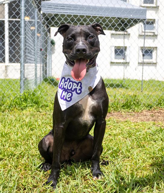 adoptable Dog in Miami, FL named ROY