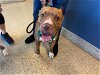 adoptable Dog in miami, FL named BOSCO