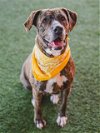 adoptable Dog in miami, FL named PRINCESS