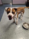 adoptable Dog in miami, FL named THOR