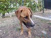 adoptable Dog in miami, FL named SUNNY