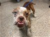 adoptable Dog in miami, FL named TASHA