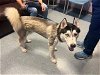 adoptable Dog in miami, FL named BARKUS