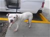 adoptable Dog in miami, FL named XRAY