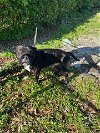 adoptable Dog in miami, FL named ROCK
