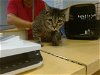 adoptable Cat in miami, FL named PRINCESSA