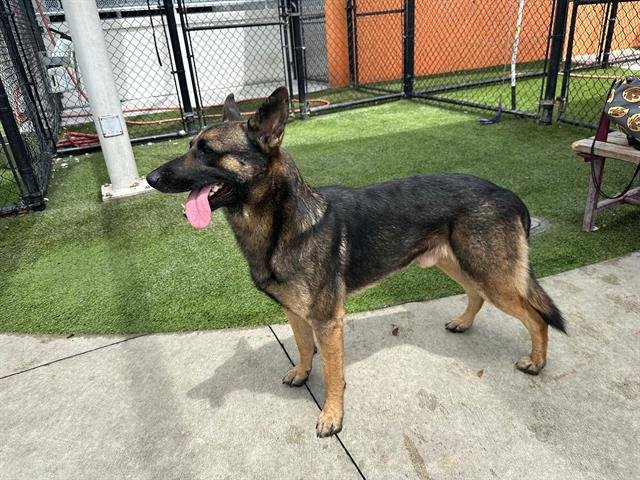 adoptable Dog in Miami, FL named TUCKER