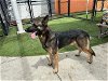 adoptable Dog in miami, FL named TUCKER