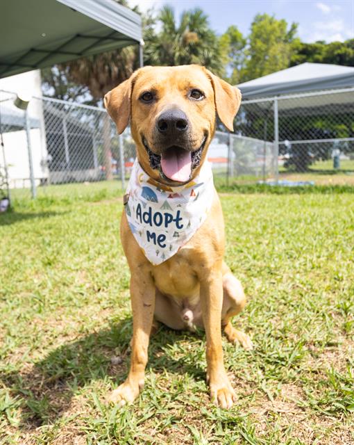 adoptable Dog in Miami, FL named TITAN