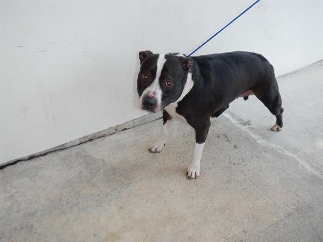 adoptable Dog in Miami, FL named LILO
