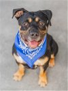 adoptable Dog in miami, FL named BEAR