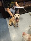 adoptable Dog in miami, FL named PRINCESA