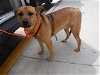 adoptable Dog in miami, FL named MIA