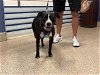 adoptable Dog in miami, FL named ROQUE