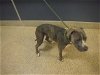 adoptable Dog in miami, FL named ANDROMEDA