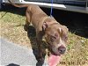 adoptable Dog in miami, FL named QUEST
