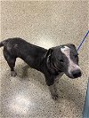 adoptable Dog in miami, FL named CARLITOS