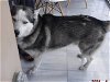 adoptable Dog in miami, FL named STEEL