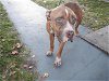 adoptable Dog in miami, FL named BENSON