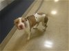 adoptable Dog in miami, FL named BELLA