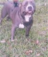 adoptable Dog in miami, FL named VENOM