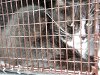 adoptable Cat in miami, FL named BELLA