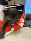 adoptable Cat in miami, FL named SCAR