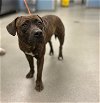 adoptable Dog in miami, FL named SCARLET