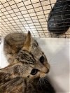 adoptable Cat in miami, FL named BRITTNEY