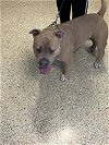 adoptable Dog in miami, FL named THANOS
