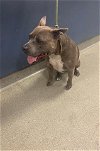 adoptable Dog in miami, FL named BRANDY