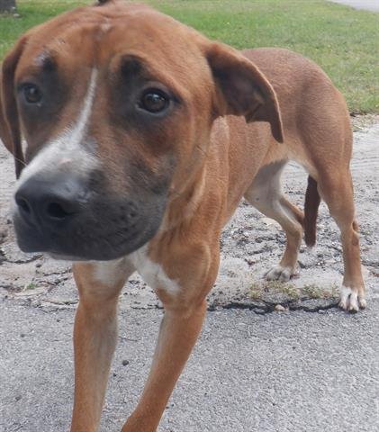 adoptable Dog in Miami, FL named BEN