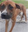 adoptable Dog in miami, FL named BEN