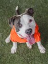 adoptable Dog in  named DWANE