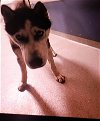 adoptable Dog in miami, FL named TOBY